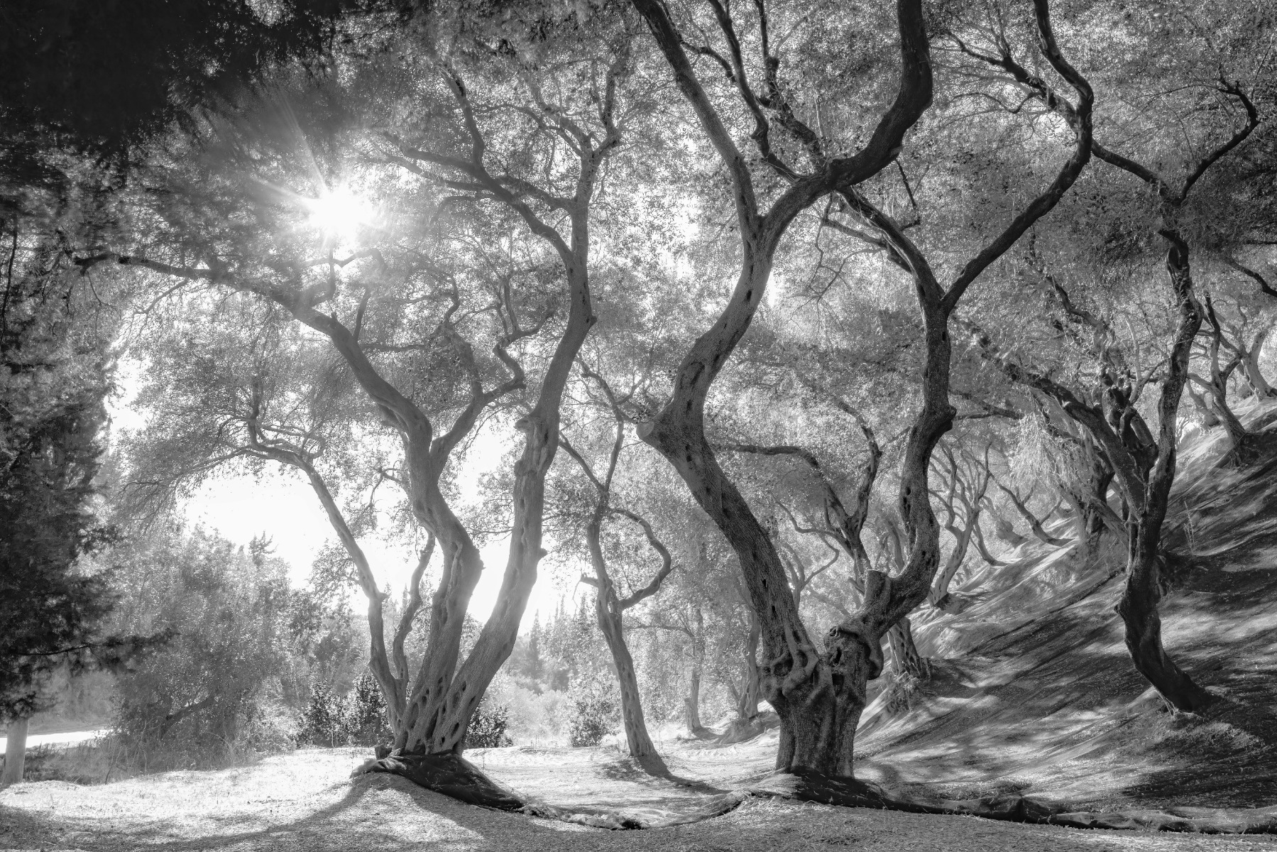100 Black And White Tree Wallpapers  Wallpaperscom